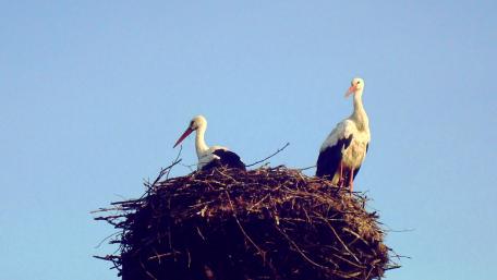 Storks wallpaper