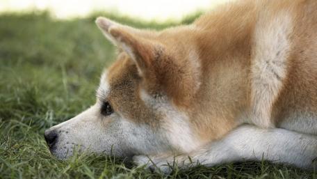 Akita in Peaceful Rest wallpaper