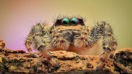Hairy Spider Close-Up Artistry wallpaper