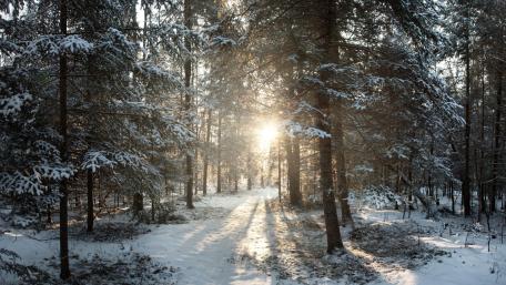 Enchanting Winter Path Through Snowy Woods wallpaper
