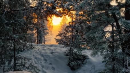 Snowy forest trail wallpaper