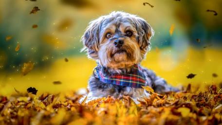 Golden Autumn with a Cute Dog wallpaper