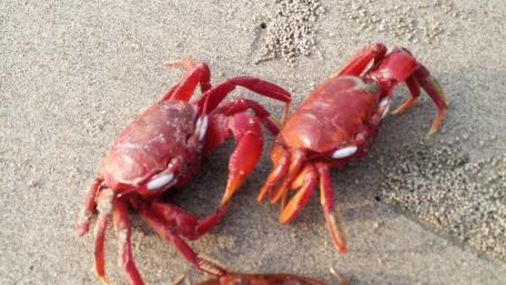 red crab wallpaper