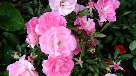 Blossoming Pink Roses in a Lush Garden wallpaper