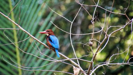 Kingfisher in the jungle wallpaper