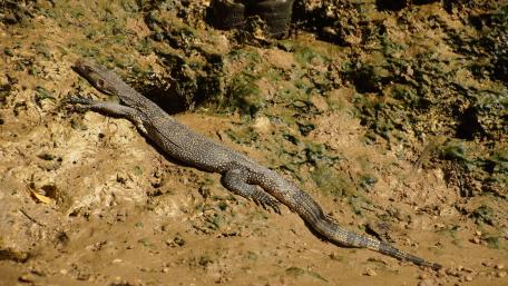 Leguan wallpaper