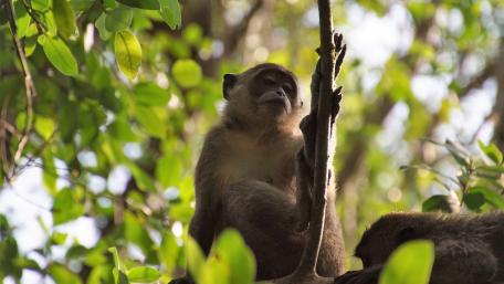 Monkey in trees wallpaper