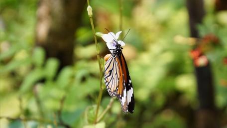 Butterfly on flower wallpaper