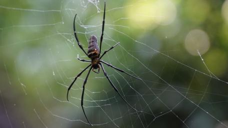 Spider on the web wallpaper
