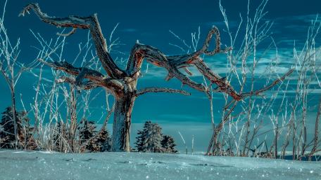 Magical winter tree wallpaper