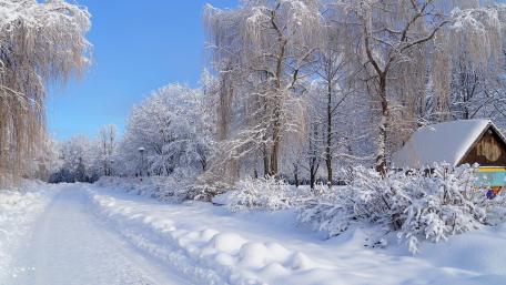 White winter wallpaper