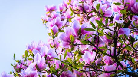 Blooming pink Magnolia tree wallpaper