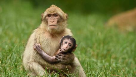 Cute monkey baby with her mom wallpaper