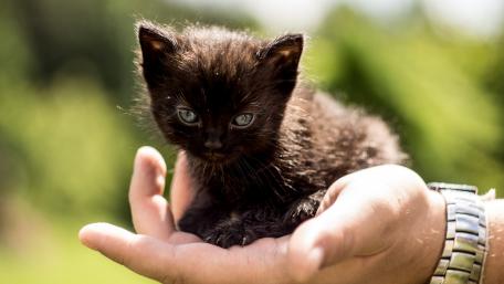 Cute black kitten wallpaper