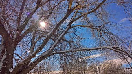 Sunlit Tree wallpaper