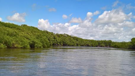 Serene River Flowing Through Lush Greenery wallpaper