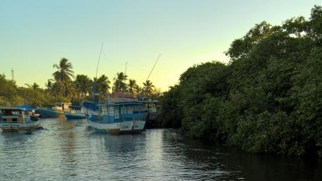 Serene Boats Amidst Lush Mangroves and Calm Waters wallpaper