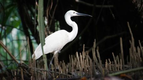 Bird in mangroves wallpaper