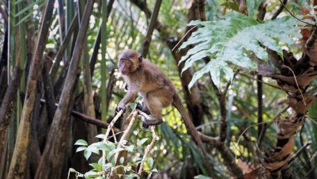 Playful Monkey in Lush Greenery Wallpaper wallpaper