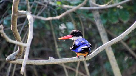 Vibrant Kingfisher Perched Gracefully in Nature wallpaper
