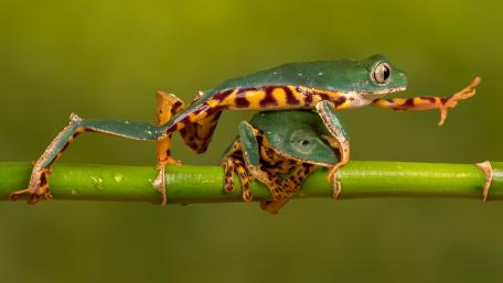 Funny frogs wallpaper