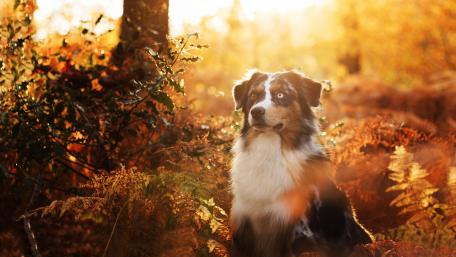 Australian Shepherd dog wallpaper