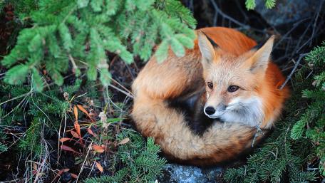 Red Fox Resting in the Forest Canopy wallpaper
