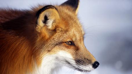 Graceful Red Fox in Nature's Embrace wallpaper