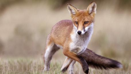 Graceful Fox in the Wild wallpaper