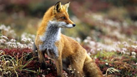 Majestic Fox in a Serene Field wallpaper