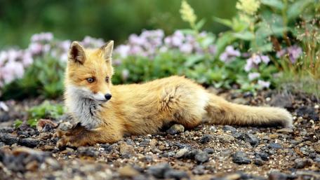 Adorable Fox Cub in Nature Scene wallpaper