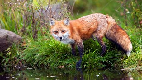 Graceful Red Fox in Vibrant Grassland Scene wallpaper
