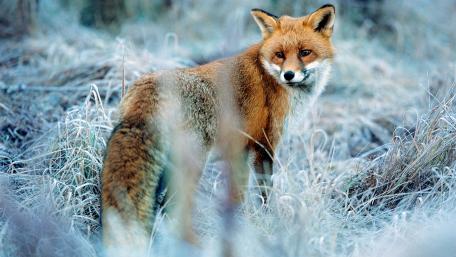 Red fox in winter wallpaper