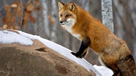 Elegant Red Fox in Winter Landscape wallpaper