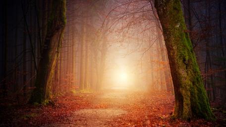 Mystical Forest wallpaper