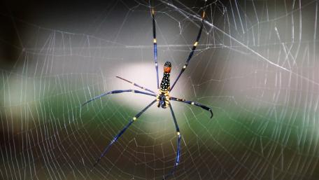Unique Spider in Intricate Web Design wallpaper
