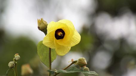 Bright Yellow Flower in Nature's Embrace wallpaper