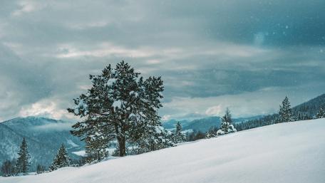 Tree in the snowfall wallpaper