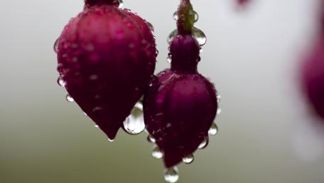 Fuchsia buds wallpaper