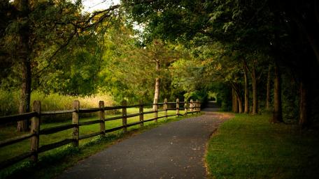 Peaceful Path Through Verdant Woods wallpaper