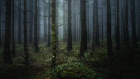 Dark forest wallpaper