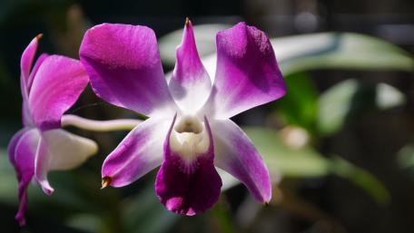 Orchid wallpaper