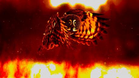 Owl in Flight wallpaper