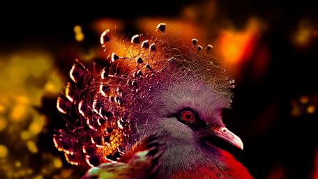 Victoria crowned pigeon wallpaper