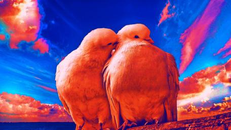 Dove couple wallpaper