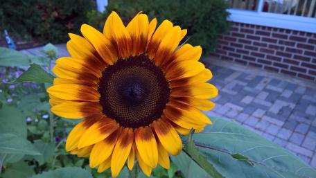 Beautiful Sunflower wallpaper