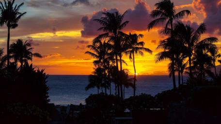 Palms silhouette in the sunset wallpaper