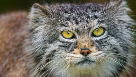 Pallas's cat wallpaper