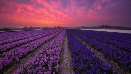 Hyacinth plantation wallpaper