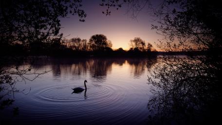 Swan on the lake wallpaper